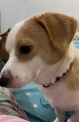 Anak anjing mix beagle pomp