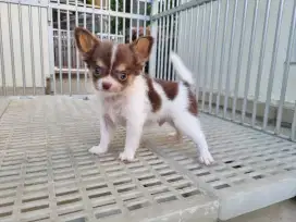 Jula Chihuahua jantan