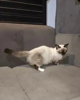 Kucing Munchkin Seal Point Female (SH)