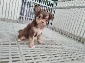 Chihuahua betina long