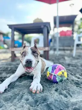 Jual Pitbull langka