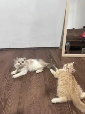 Kitten persian flatnose mix peaknose exo