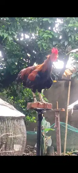 Ayam ketawa durasi panjang