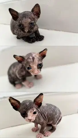 Sphynx kitten tortie betina semua
