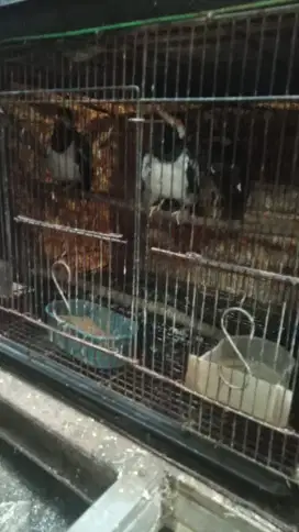 Burung jalak suren burja