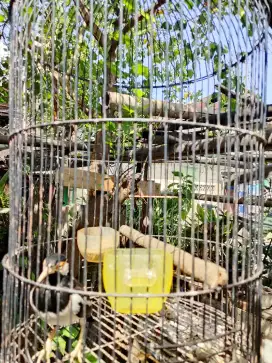 Burung JALAK DUREN GACOR FULL