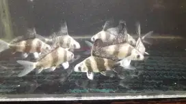 Ikan CHF 10-11cm