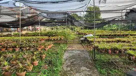 Lahan cocok utk Cluster kecil 30x100 di Bintaro Jaya Tangerang selatan