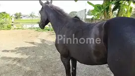 Dijual Tanah Bonus Bangunan di Sewon, Bantul Dekat SSA, Sewon, Bantul