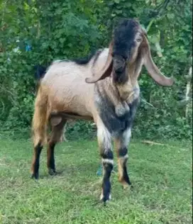 kambing qurban jantan 60kiloan timbang hidup 1-2 tahunan superan jumbo