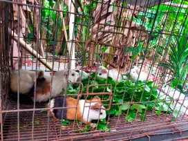 Marmut dewasa siap produksi