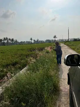 Jual Tanah Sawah Produktif 1725 m2