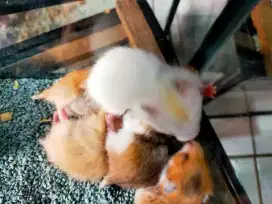 Hamster syrian short hair