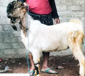 kambing super 60kiloan timbang hidup siap qurban terbaik jamin rawatan
