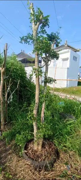 Bonsai taman peneduh kebun