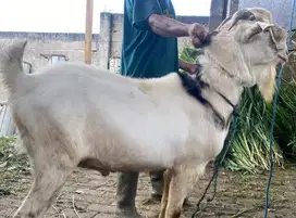 kambing jantan superan 60kiloan timbang real hidup2 kurban terbaik top