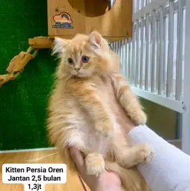 Kucing kiitten Persia bsh ragdoll lucu lucu