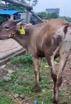 sapi qurban 15jutaan 200kiloan siap kurban hemat ekonomisan murah puas