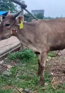 sapi qurban 15jutaan murmer siap kurban ekonomisan jamin puas rawatan
