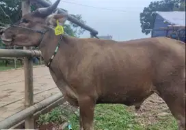 sapi qurban kecil 15jutaan kurang 200kilosiap kurban ekonomisan hemat