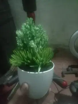 Tanaman pot estetik konten