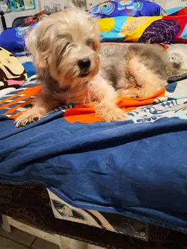 Anjing Gratis Adopsi