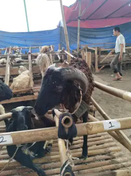 Jual domba murah buat qurban