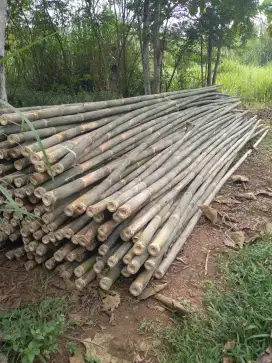 Bambu ukuran stgr panjang 6 mtr