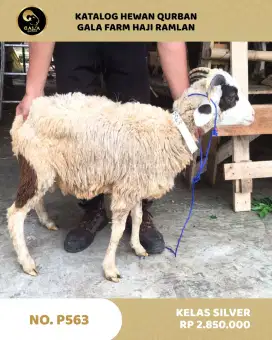 Hewan Qurban Hemat 2025 Gala Farm Haji Ramlan
