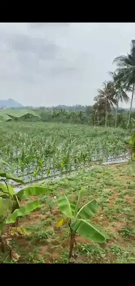 di jual tanah kebun subur di Tenjolaya Cibadak sukabumi
