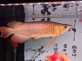 Ikan Arwana Super Red Istimewa 50cm up