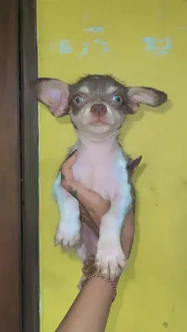 Chihuahua jantan semi longhair