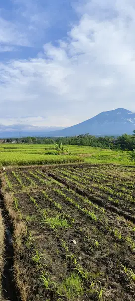 TANAH SAWAH MURAH 350 RIBU PERMETER