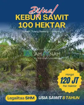 Dijual Cepat Kebun Sawit Produktif di Tulang Bawang