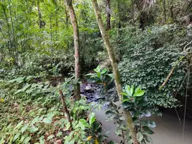 di Jual tanah kebun  murah los sungai dan view junggle   di bali