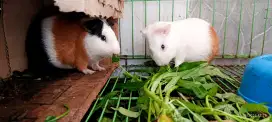 Marmut lokal warna belang utuh, hitam