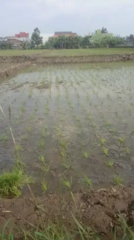 Dijual tanah sawah