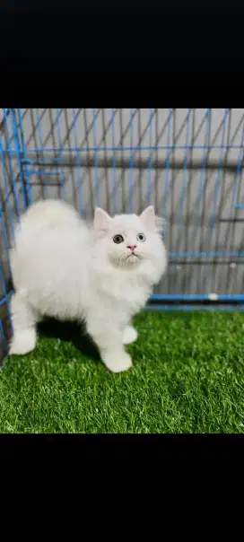 kucing kitten anakan anggora himalaya persia ragdoll mainecoon
