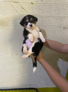 Jual Anak Anjing Corgie Campuran Terrier Berumur 1 Bulan Seminggu