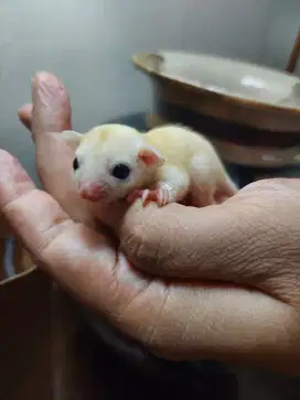 Sugar glider leucistic