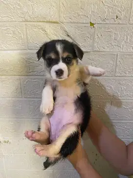 Jual Anak Anjing Corgie Campuran Terrier Berumur 1 Bulan Seminggu