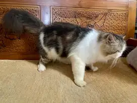 Open adopt kucing