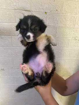 Jual Anak Anjing Corgie Campuran Terrier Berumur 1 Bulan Seminggu