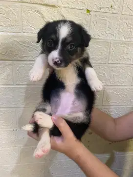 Jual Anak Anjing Corgie Campuran Terrier Berumur 1 Bulan Seminggu