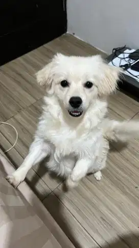 Anakan Pom mix jantan pintar