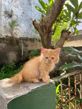 Kitten persia jantan