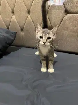 Bsh mix persia kitten