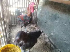 JUAL AYAM PELUNG ASLI