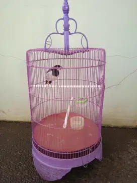 Burung jalak suren.