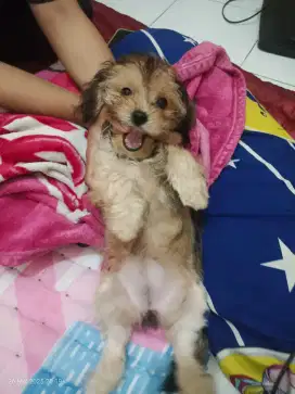 Anjing mix poodle SHITZU